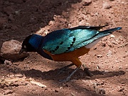 Superb starling (lamprotornis superbus),  Lake Manyara